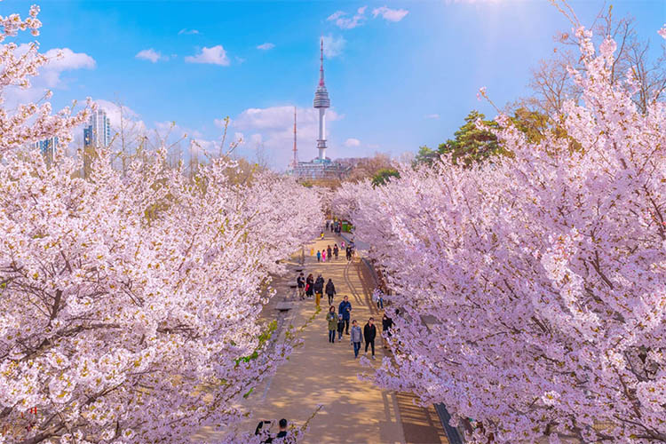 Du lịch Hàn Quốc mùa nào đẹp? Kinh nghiệm chọn thời điểm lý tưởng