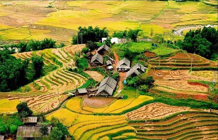 Thung lũng Mường Hoa m&ugrave;a l&uacute;a ch&iacute;n